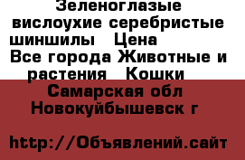 Зеленоглазые вислоухие серебристые шиншилы › Цена ­ 20 000 - Все города Животные и растения » Кошки   . Самарская обл.,Новокуйбышевск г.